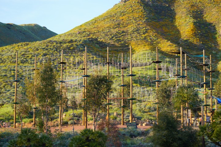 a tree with a mountain in the background